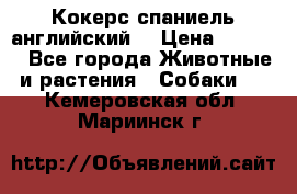 Кокерс спаниель английский  › Цена ­ 4 500 - Все города Животные и растения » Собаки   . Кемеровская обл.,Мариинск г.